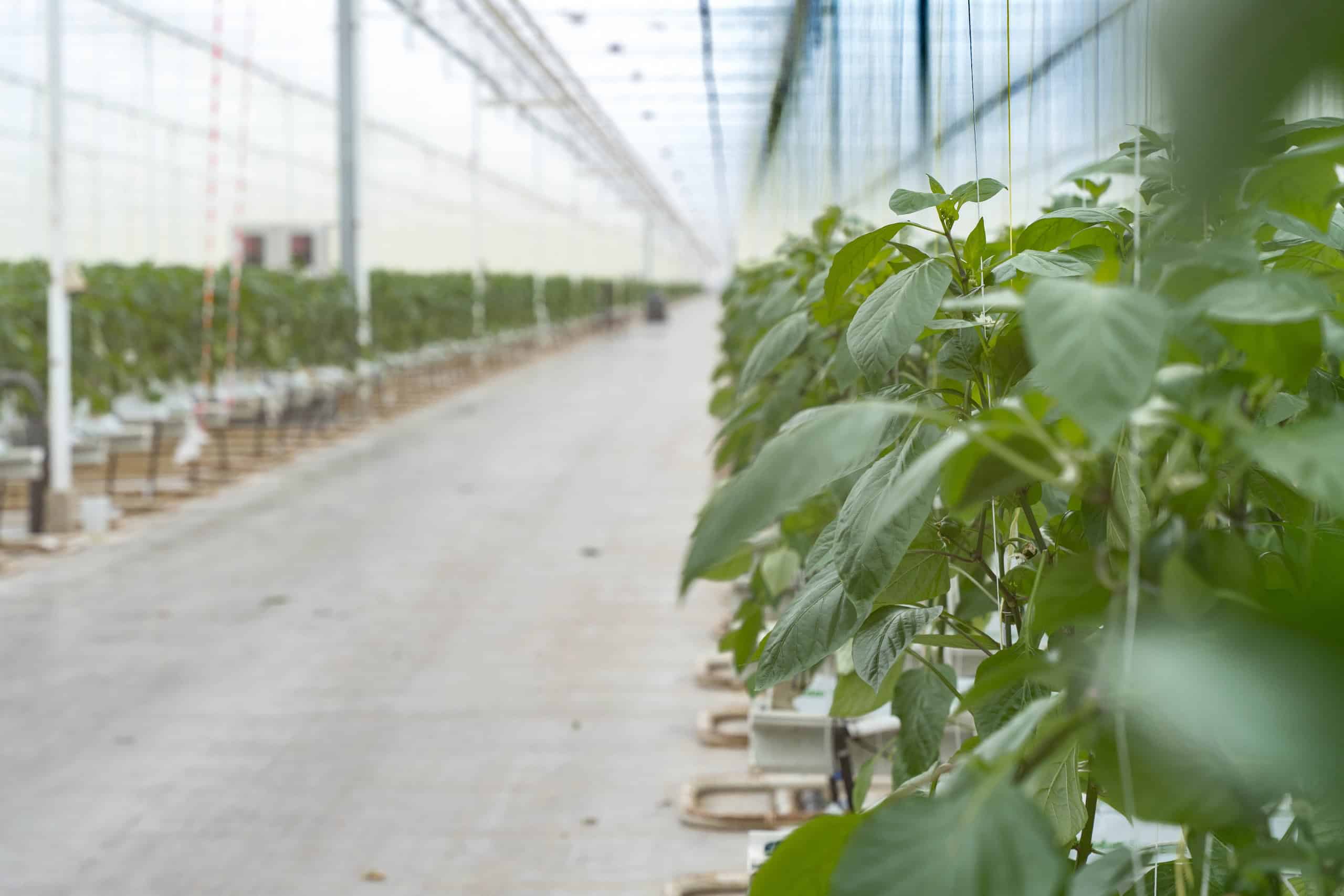 Rijen groene planten gedijen in een moderne kas met een betonnen vloer en natuurlijk licht, en tonen de energie achter 30.000 kilo paprika per dag.